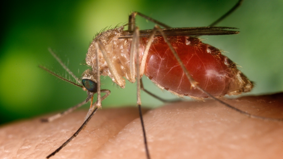 A mosquito biting a human